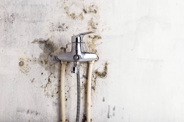 Best Toxic Mold Removal  in Fox Island, WA