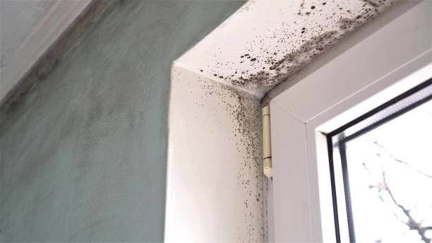 Best Mold Removal Near Me  in Fox Island, WA