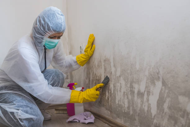 Best Mold Testing and Removal  in Fox Island, WA