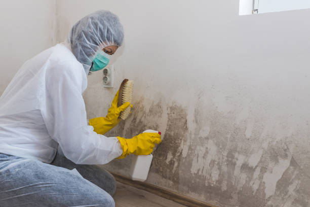 Best Mold Damage Repair  in Fox Island, WA