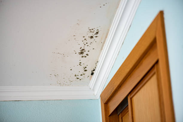 Best Affordable Mold Removal  in Fox Island, WA