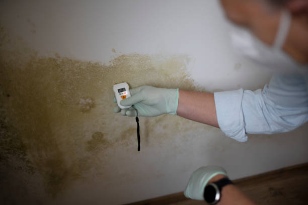 Best Professional Mold Removal  in Fox Island, WA