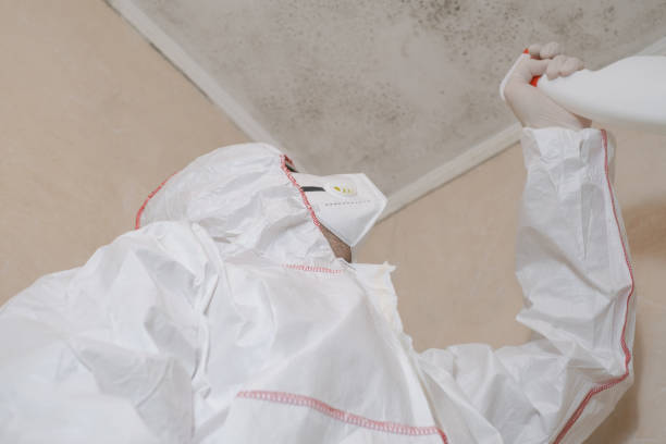 Office Mold Removal Services in Fox Island, WA