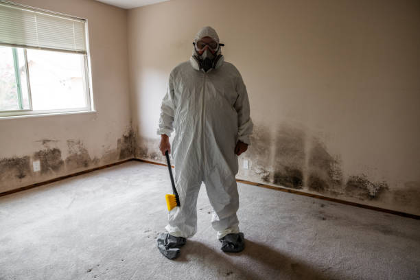 Best Attic Mold Removal  in Fox Island, WA