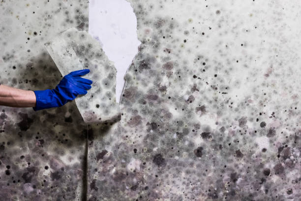 Best Mold Testing  in Fox Island, WA